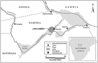 Food Web Structure and Trophic Dynamics of a Fish Community in an Ephemeral Floodplain Lake